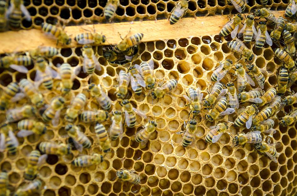 Co w ulu bzyczy? – warsztaty pszczelarskie w przedszkolu – kontynuacja działań w ramach projektu „Działam – doświadczam – odkrywam”.